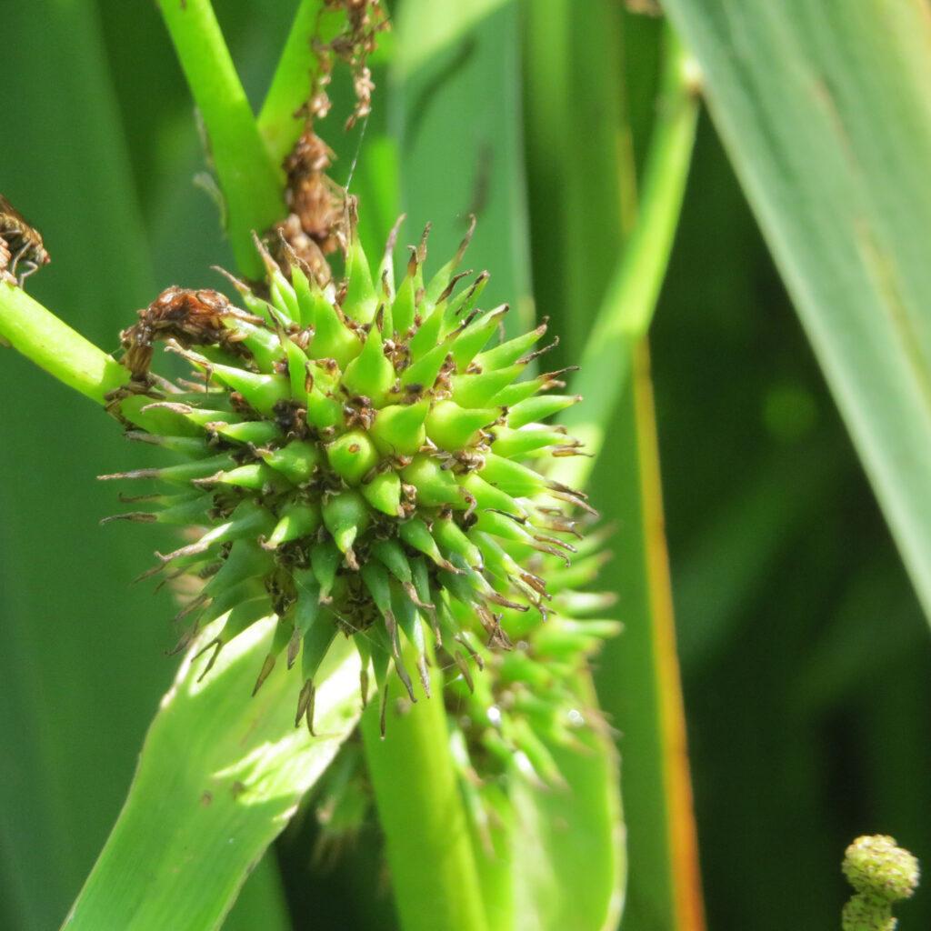 Sparganium Emersum Kleine Egelskop Vijverplantenland