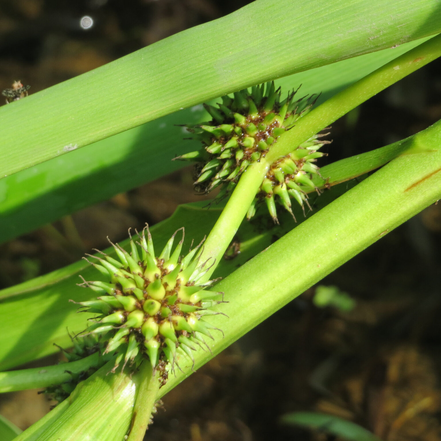 Sparganium Emersum Kleine Egelskop Vijverplantenland